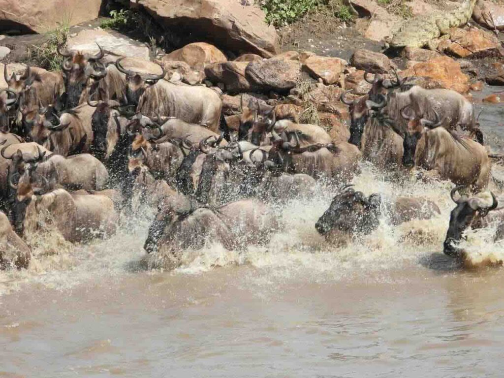 Gnoes die net vanaf de kant de Mara rivier in zijn gegaan en nu de oversteel wagen