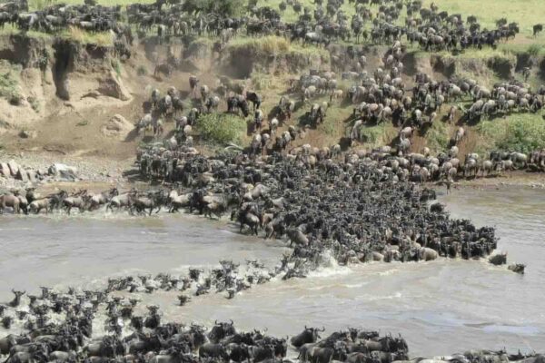 migratie Mara rivier Serengeti