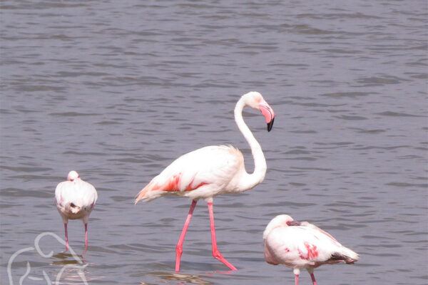 roze flamingo staand in het water met kleinere erom heen