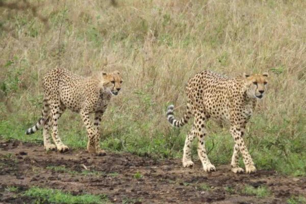 twee cheetahs lopend over de serengeti