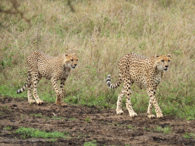 twee cheetahs lopend over de serengeti