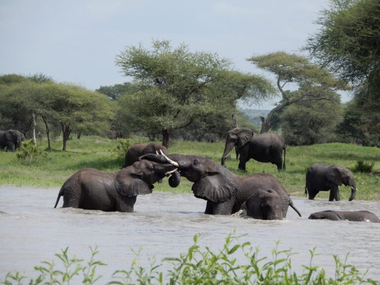 twee vechtende olifanten staand in het water met aan de klant nog meer olifanten in een groene omgeving met gras en accacia's
