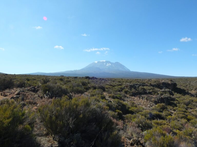 Uitzicht op de witte top van de Kilimanjaro wandelend over rotsachtige grond met stevige heide achtige planten op weg naar shira plateau