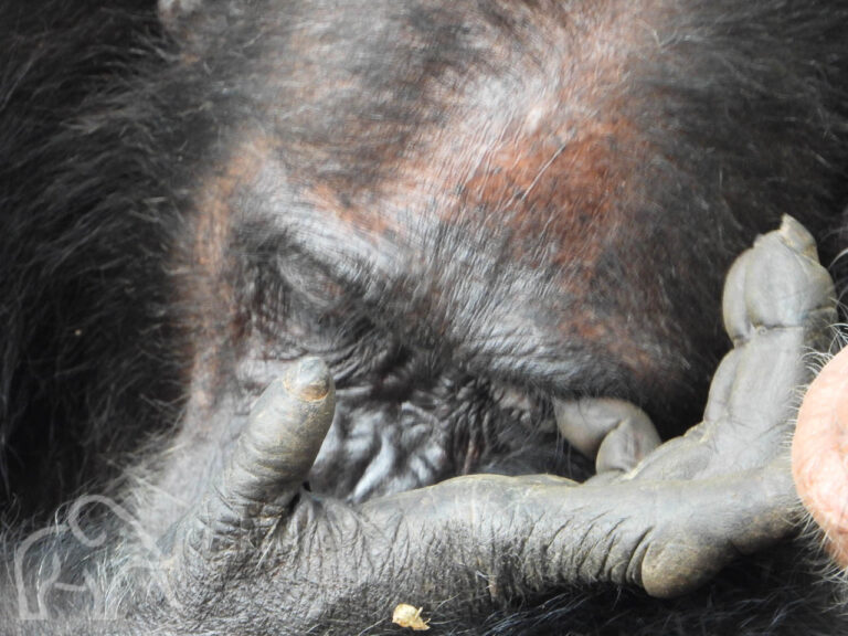 close-up van deel van het hoofd van een chimpansee die zijn ogen dicht heeft en zijn ooglid krabt met zijn hand
