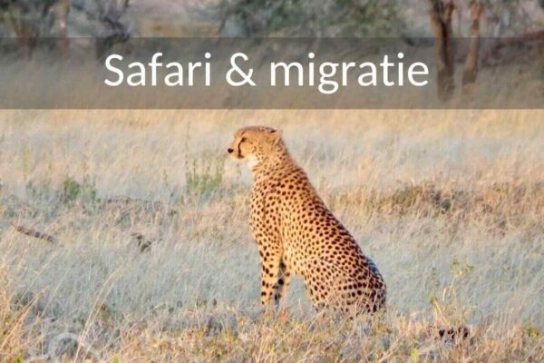 Safari Tanzania. Cheetah zittend in het ochtendlicht en uitkijkend over de vlakte van de Serengeti.