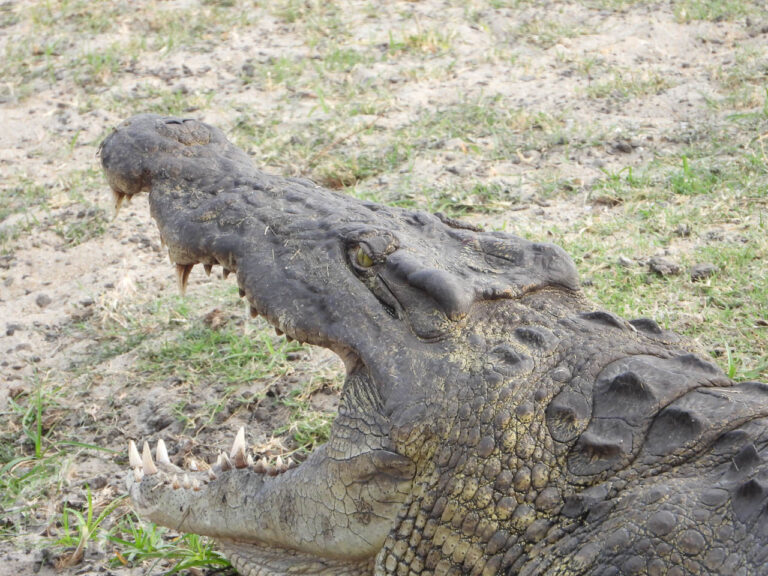 close up van de kop van een krokodil die zijn bek helemaal heeft opengesperd in Katavi Tanzania