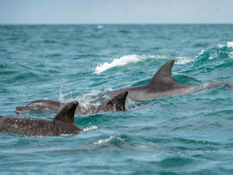 die dolfijnen voor de kust van Pangani Tanzania