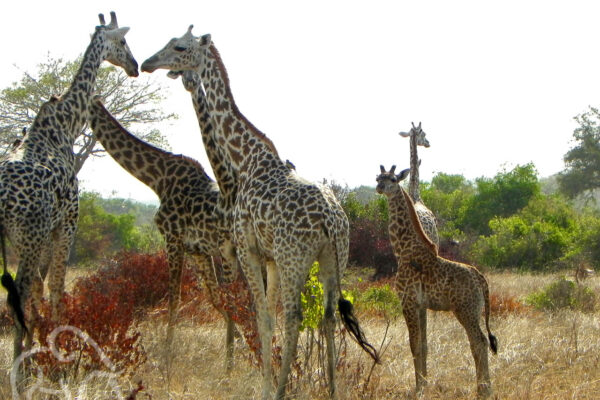 grote groep stilstaande giraffen met twee kleintjes in het dorre gras met daarachter fris groene bomen bij Saadani Tanzania