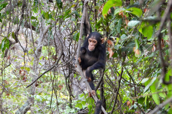 jIn de jungle een jonge chimpansee die hangt aan een liaan in Mahale Moutains