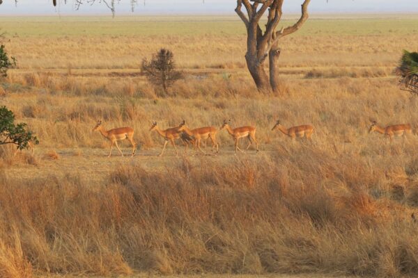 groepje impala's lopend over een vlakte met dor gras en hier en daar een boom