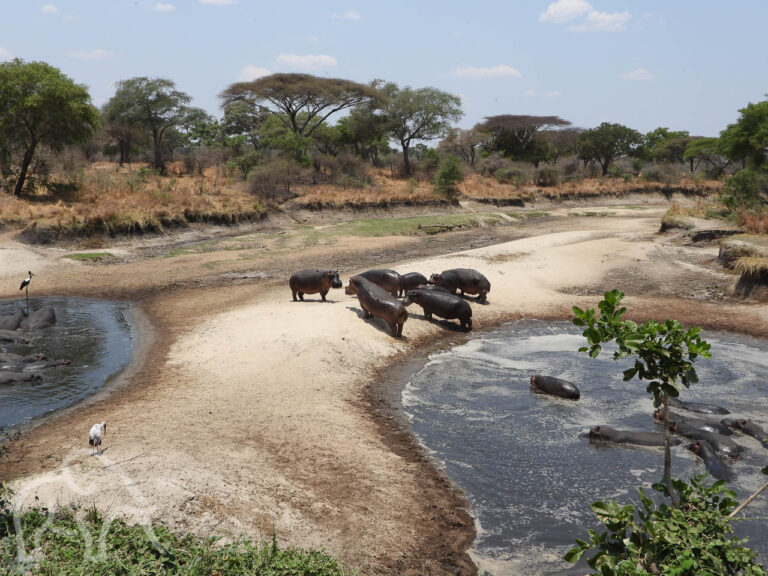 groepje hippo's op de kant van een poel met in de poel nog meer hippo's en links een andere poel watervogels in een droge rivier met op de oevers droog gras en groene bomen