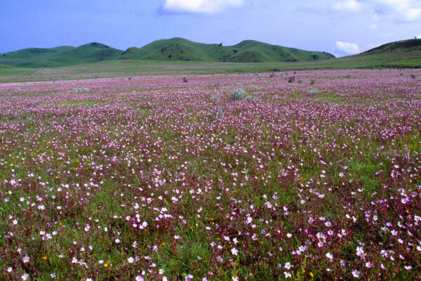 bloemenzee van paars met witte bloemen op een grote vlakte met daarachter heuvels in Kitulo Tanzania