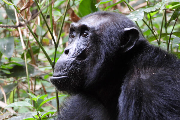 close up van een mooie diep zwarte chimpansee die peinzend naar links kijkt tussen het groen van het bos