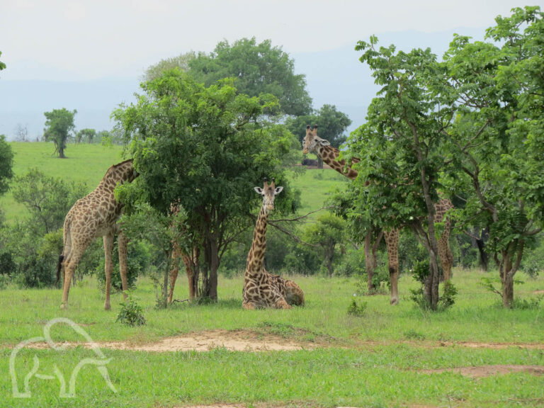 twee giraffen aan het eten van de groene bladeren van de bomen in het midden rus een andere giraf uit en die ligt in het gras met zijn nek en hoofd omhoog naar je te kijken