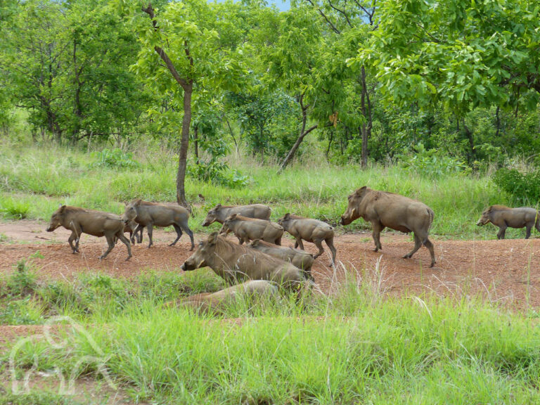 grote groep warthogs die lopen en drinken in een poel in een omgeving van gras en groene bomen