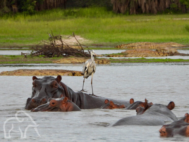 hippo's in het water met een watervogel met lange ranke benen op de rug van een hippo en daar achter aan de over twee krokodillen in Nyerere