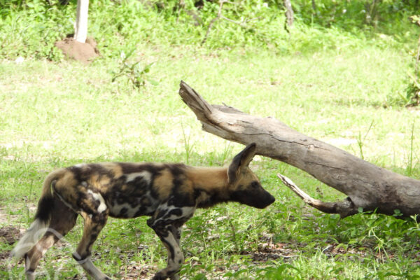 wilde hond lopen op zoek naar voedsel in een groen landschap met wat boomstammen in Selous National Park