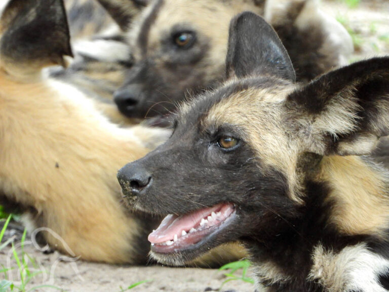 close up van een kop van een wilde hondmet zijn bek open kijkend naar links met op de achtergrond meer wilde honden in Selou National Park