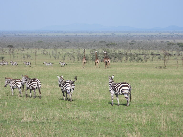 weglopende zebra's en giraffen op de vlaktes van de serengeti
