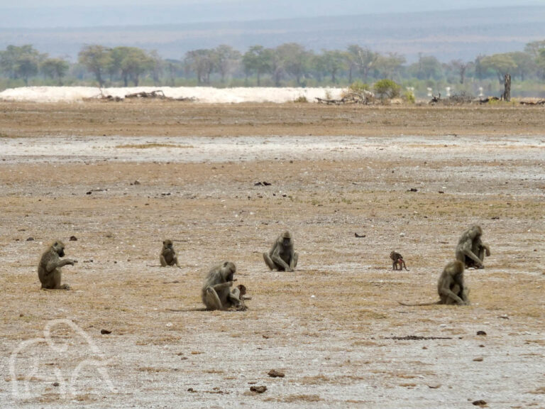 voedsel zoekende groep bavianen in een dorre droge omgeving met op de achtergrond groene bomen bij Enduimet west kilimanjaro