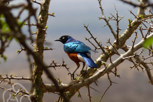 fel blauw vogel met glanzende veren en een zwarte kop op een tak