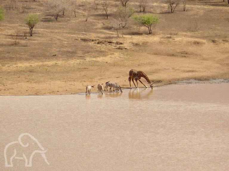 drinkende giraf en zebra's bij het Mkomazi meer tanzania