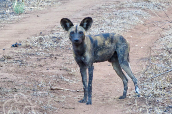 close up van een wilde honden ons aankijken in Mkomazi tanzania