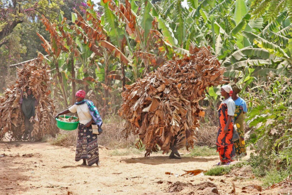 Mto wa Mbu bananenplantage met lachende vrouwen