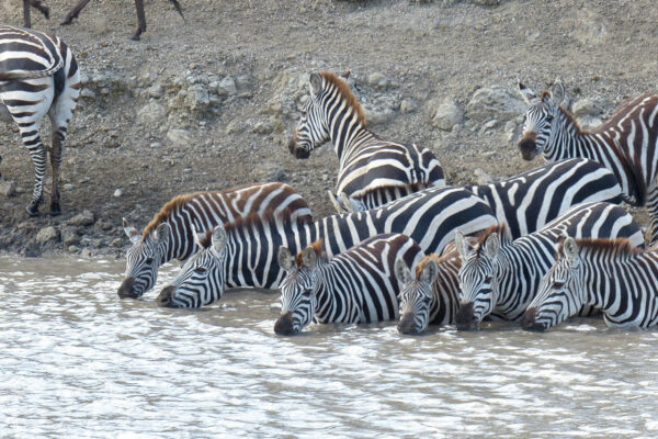 grote groep drinkende zebras half in het water bij Ndutu