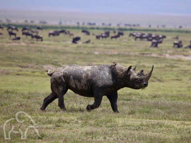 rhino op de voorgrond die gras eet op de achtergrond migratie gnoes serengeti