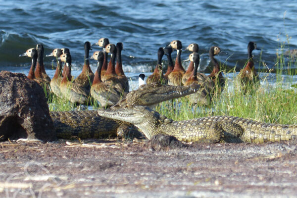 twee krokodillen met het hoofd omhoog liggend op gravel met daarachter een groep donkerbruine ganzen aan het lake victoria bij Rubondo