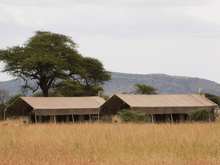 twee safaritenten tussen het hoge goudgele gras en naast een grote groene acacia met daarachter een berg