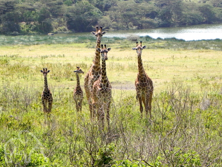 Tijdens een wandelsafari in Arusha Natiolal Park Tanzania 3 grotere giraffen en twee kleine girafjes