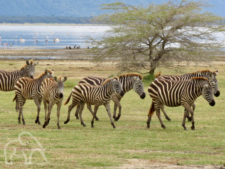 lopende zebra's aan de oevers van Lake Manyara