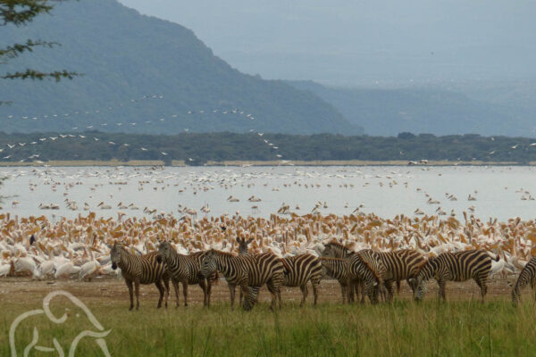 spectaculair hoeveelheid vogels in lake Manayara waardoor de bijna wit kleurt met daarvoor aan de oever een groep zebra's