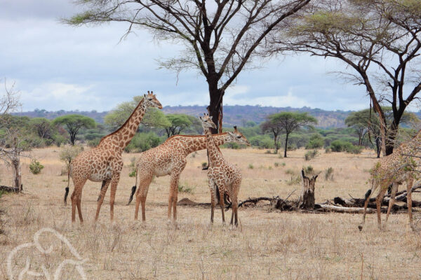 drie giraffen in een droog landschap met hier en daar een boom in Ruaha