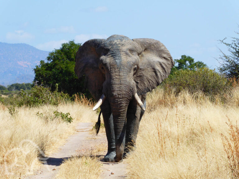 grote olifantenbul van dichtbij die ons aanstaart met zijn oren flapperend