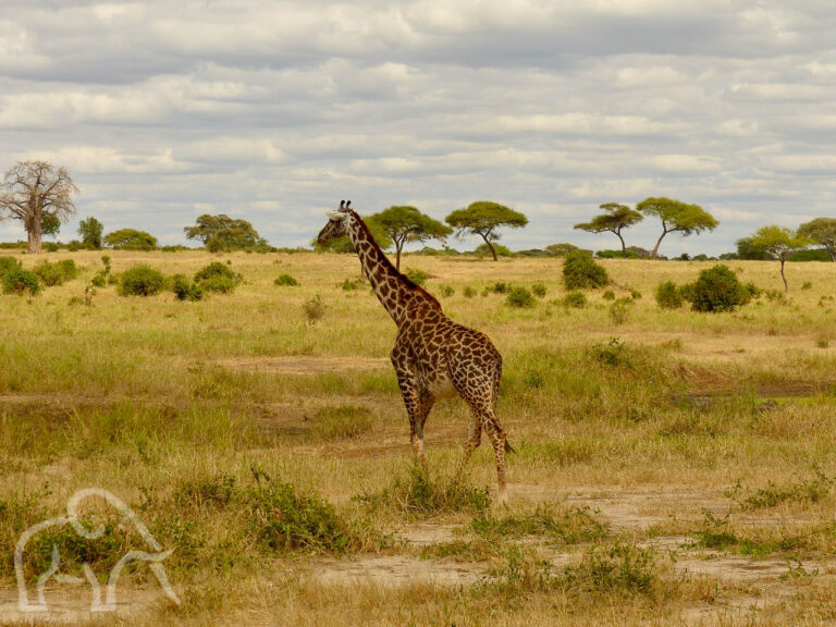 Giraffe lopen over de vlaktes van Tarangire