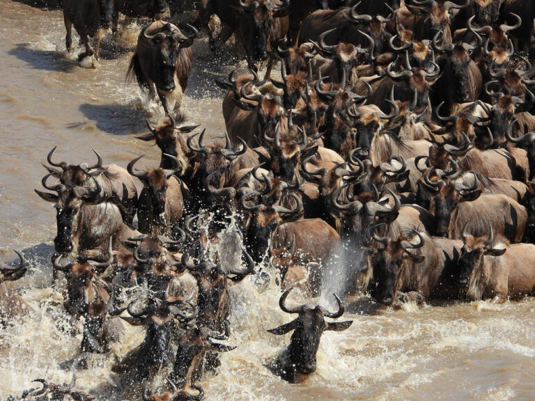 elkaar verdringende gnoes die zwemmen de mara rivier in de serengeti inspringen en wachten op de kant