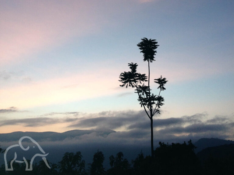 een tak met blaadjes en daar achter de lucht met een beetje roze gloed tijdens een zonsopkomst bij de Empakai krater tanzania