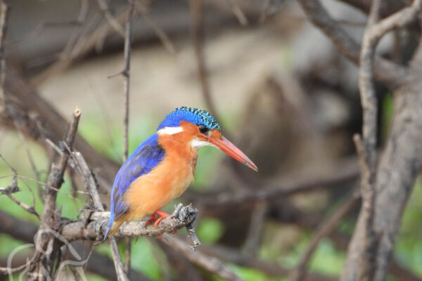 close up van een blauwe met oranje gekleurde ijsvogel op een takje bij de rufiji rivier selous