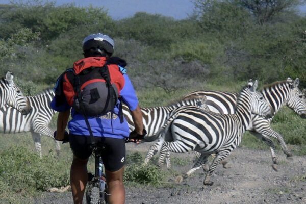 man op mountainbike safari waar voor hem de zebra's de weg over rennen in het arusha national park