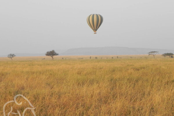 ballonsafari tanzania goudgeel hoog gras met een enkele acacia en een luchtballon die laag vlieg over de savannes van de serengeti