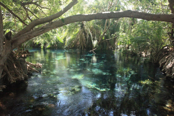 water van de chemka hot-springs in een dicht bos in tanzania