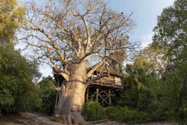 grote baobab met deels daarom heen een boomhut op maffia eiland tanzania