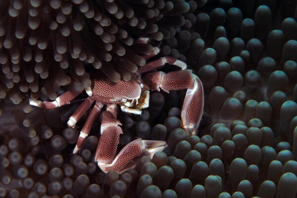 diep rode krab met zwarte stipjes verscholen tussen het koraal divepoint zanzibar