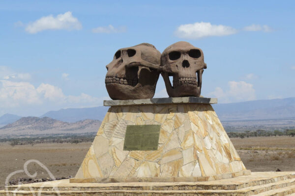 twee schedels op een sokkel bij de ingang van het olduvai gorge museum vlakbij de serengeti tanzania