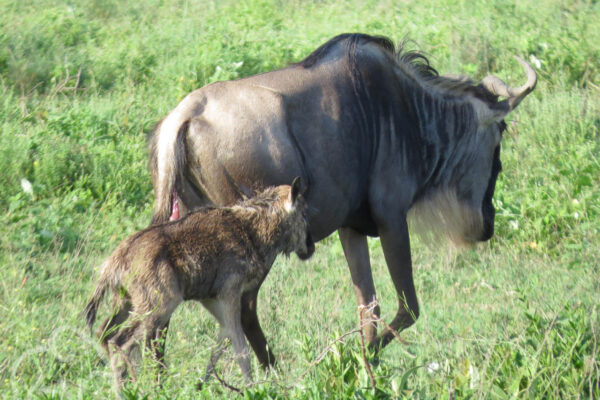 moedergnoe met nog nat kalfje net na de geboorte ndutu tanzania