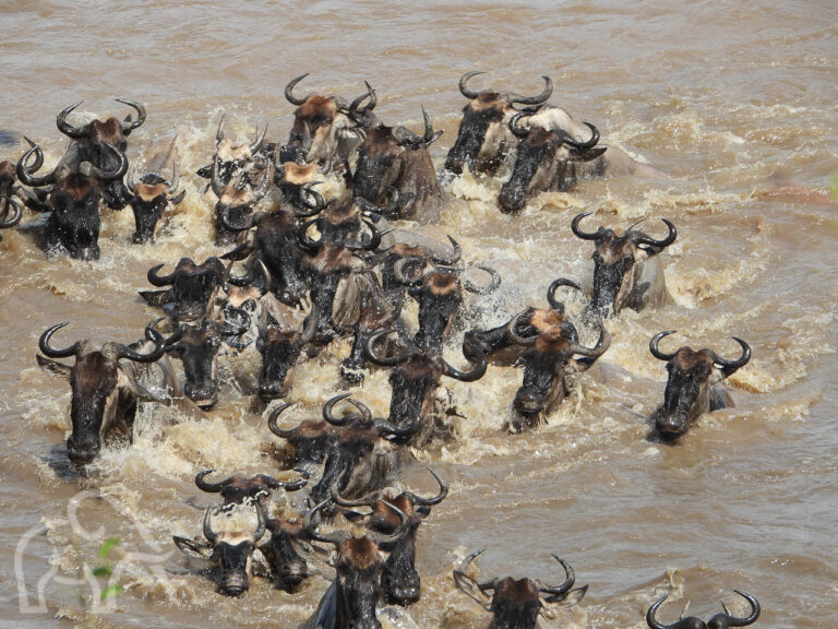 Zwemmende gnoes met hun kop net boven het water tijdens een oversteek van de Mara rivier Tanzania