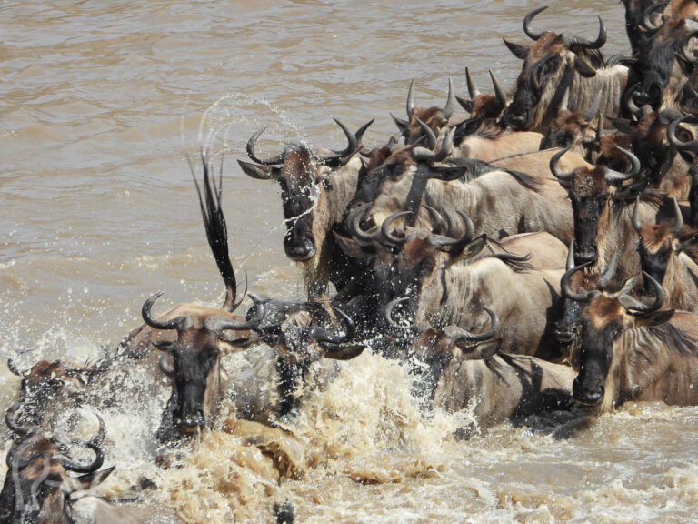 springende plonzende en zwemmende gnoes bij de migratie van de mara rivier serengeti